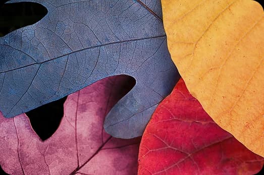 Autumn Palette